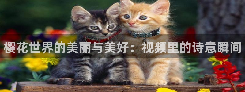 星空影视网免费观看